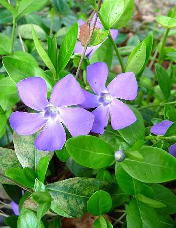 Vinca minor