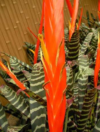 Vriesea splendens