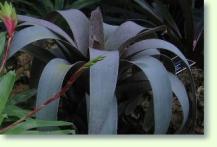 Bromelien pflegen