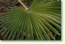hanfpalme