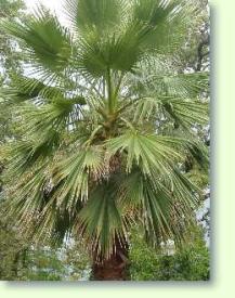 Washingtonia filifera