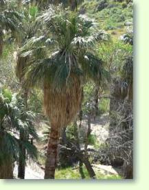 Washingtonia filifera