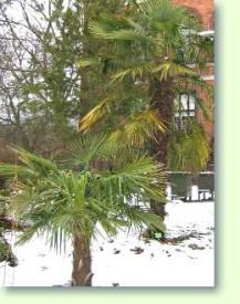 Winterschutz für Palmen im Garten Pflanzenfreunde