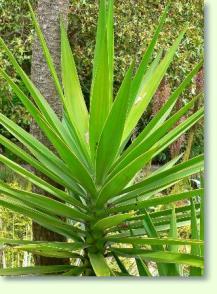 Yucca aloifolia