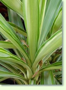 Yucca elephantipes