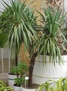 Yucca gloriosa