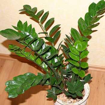 Zamioculcas zamiifolia