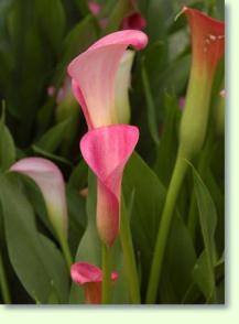 Zum vergrößern klicken Zantedeschia rehmannii