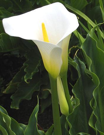 Zantedeschia aethiopica