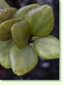 Zum vergrößern klicken Peperomia tetraphylla