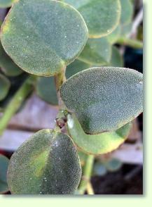 Zum vergrößern klicken Peperomia incana