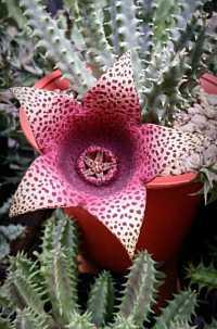 Stapelia - Aasblume kaufen