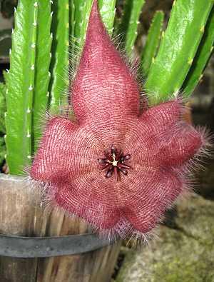 Stapelia grandiflora