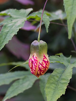 Abutilon biltmore