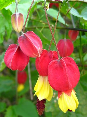 Abutilon megapotamicum