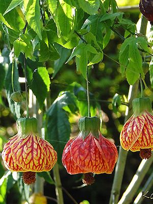 Abutilon pictum