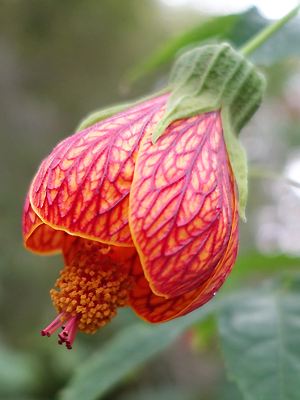 Abutilon pictum