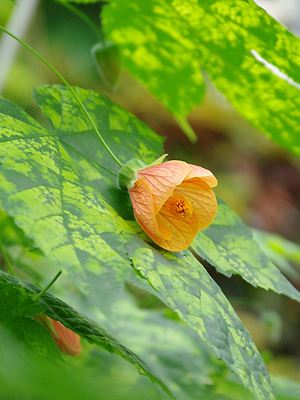 Abutilon sellowianum