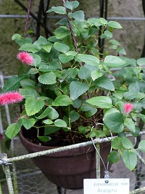 Acalypha hispaniolae