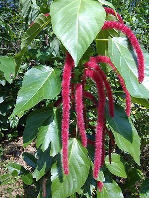 Acalypha hispida