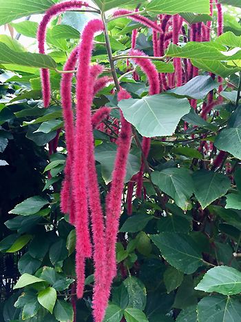 Acalypha hispida