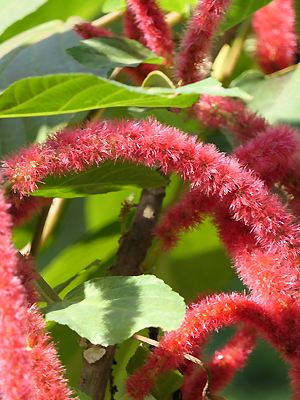 Acalypha hispida