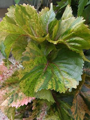 Acalypha wilkesiana