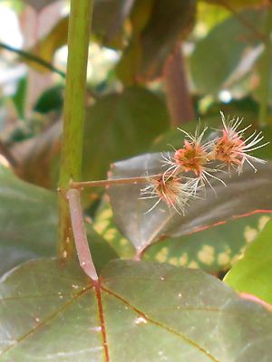Blattachsel mit Blüte einer Acalypha wilkesiana