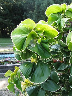 Acalypha wilkesiana 'Hoffmannii'