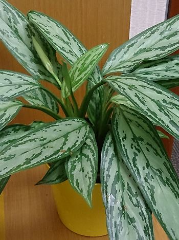 Aglaonema nitidum