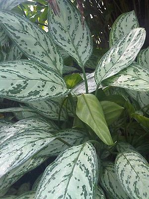 Kolbenfaden Aglaonema commutatum