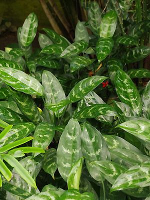 Aglaonema marantifolium