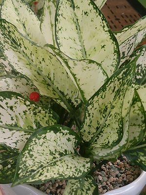 Aglaonema sp.