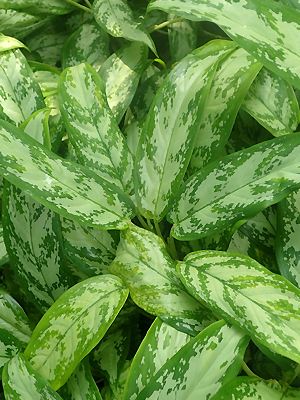 dichtstehende Aglaonema - Zum vergrößern klicken Aglaonema umtopfen