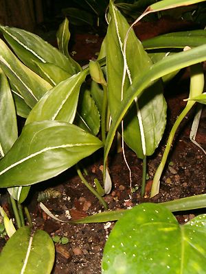 Aglaonema vermehren