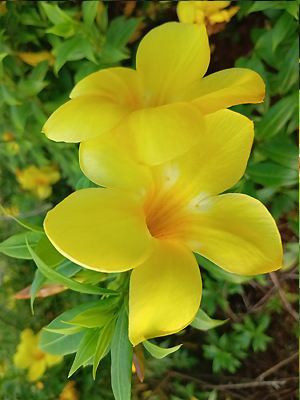 Allamanda catharticatica