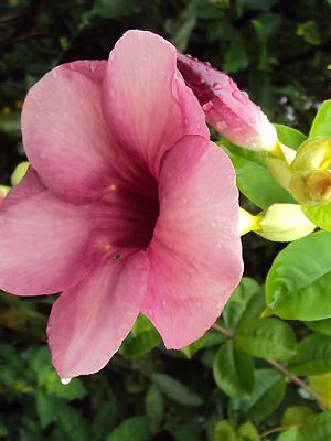 Allamanda blanchetii