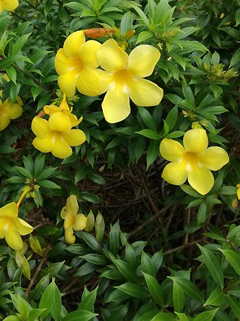 Allamanda catharticatica