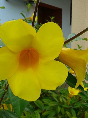 Allamanda cathartica