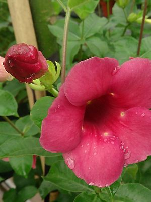 Allamanda, ‘Red Wine’