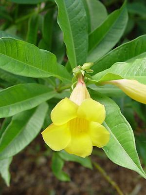 Allamanda schottii