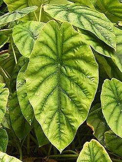 Alocasia augustiana