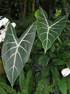 Alocasia lowii