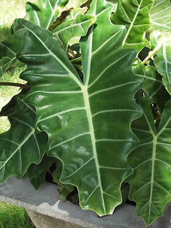 Alocasia sanderiana