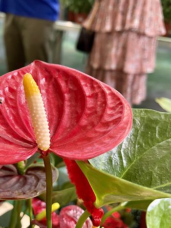 Anthurium andreanum