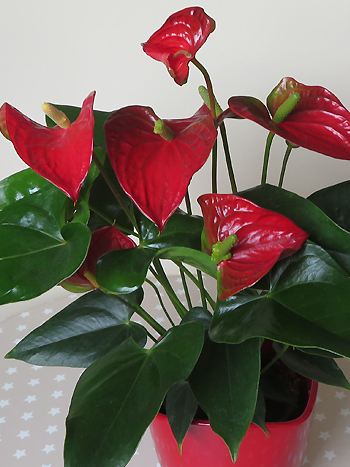 Anthurium