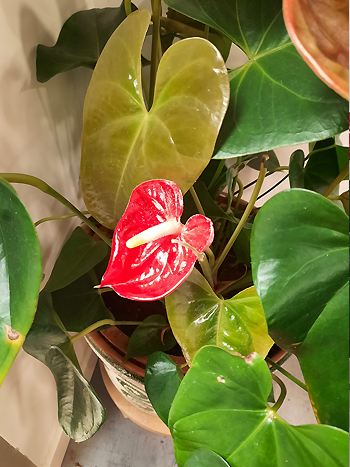 Anthurium scherzerianum