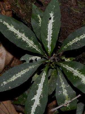 Aphelandra chamissoniana