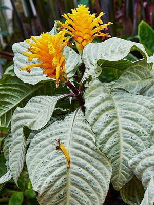 Aphelandra squarrosa