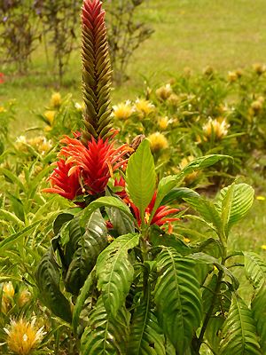 Aphelandra tetragona